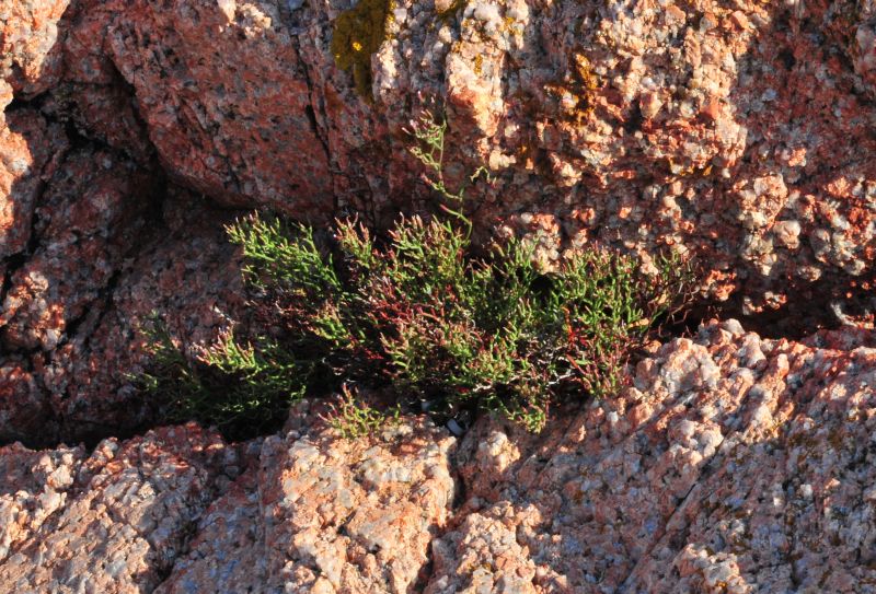 Limonium contortirameum